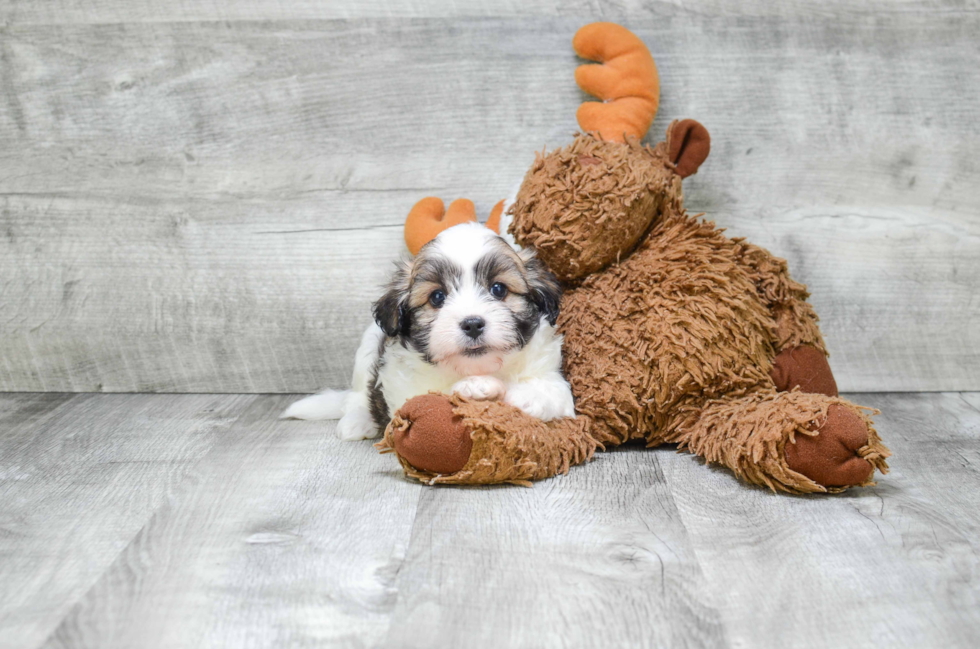 Havanese Pup Being Cute