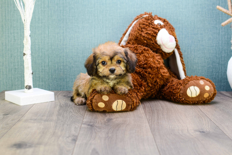 Funny Cavachon Designer Pup