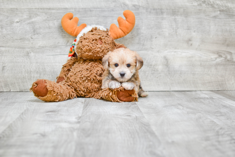 Playful Yorkie Designer Puppy