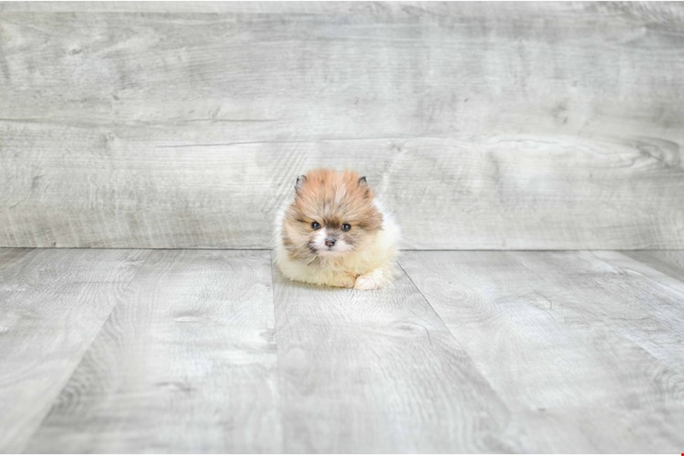 Pomeranian Puppy for Adoption