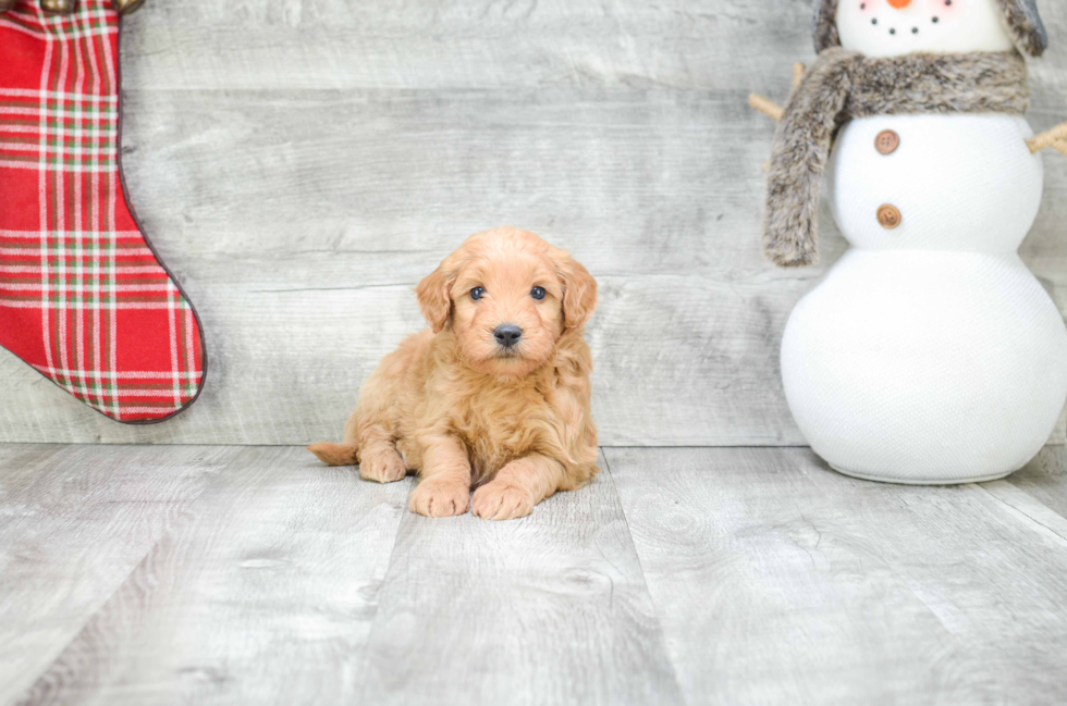 Best Mini Goldendoodle Baby