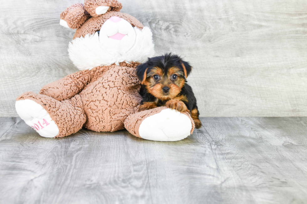 Meet Bella - our Yorkshire Terrier Puppy Photo 