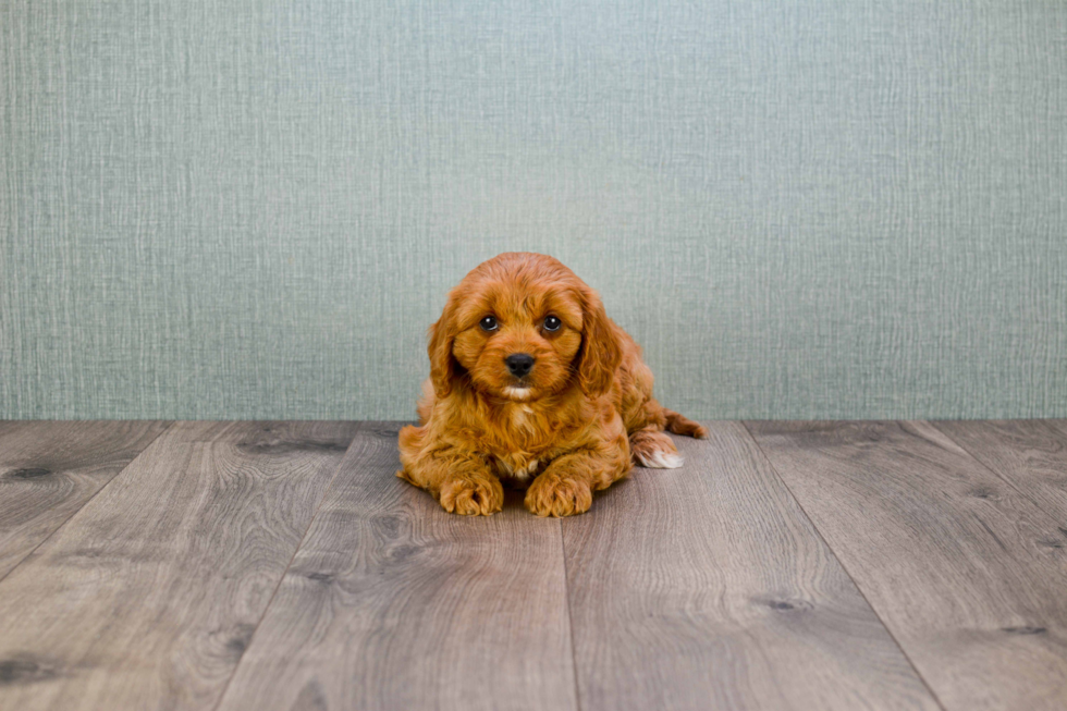 Playful Cavoodle Poodle Mix Puppy