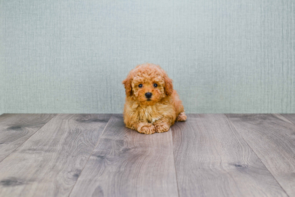 Poodle Puppy for Adoption