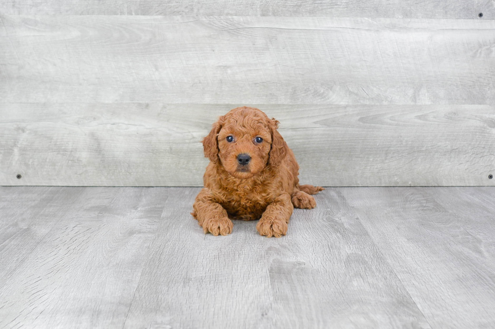 Friendly Mini Goldendoodle Baby