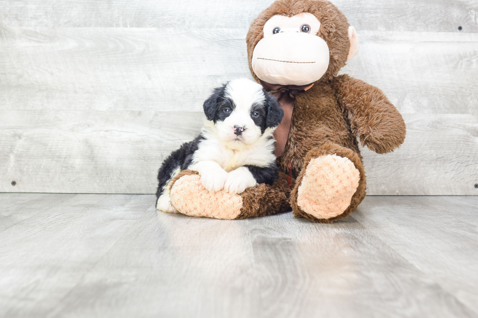 Smart Mini Bernedoodle Poodle Mix Pup