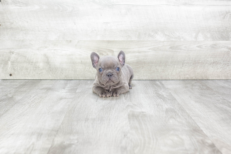 French Bulldog Pup Being Cute