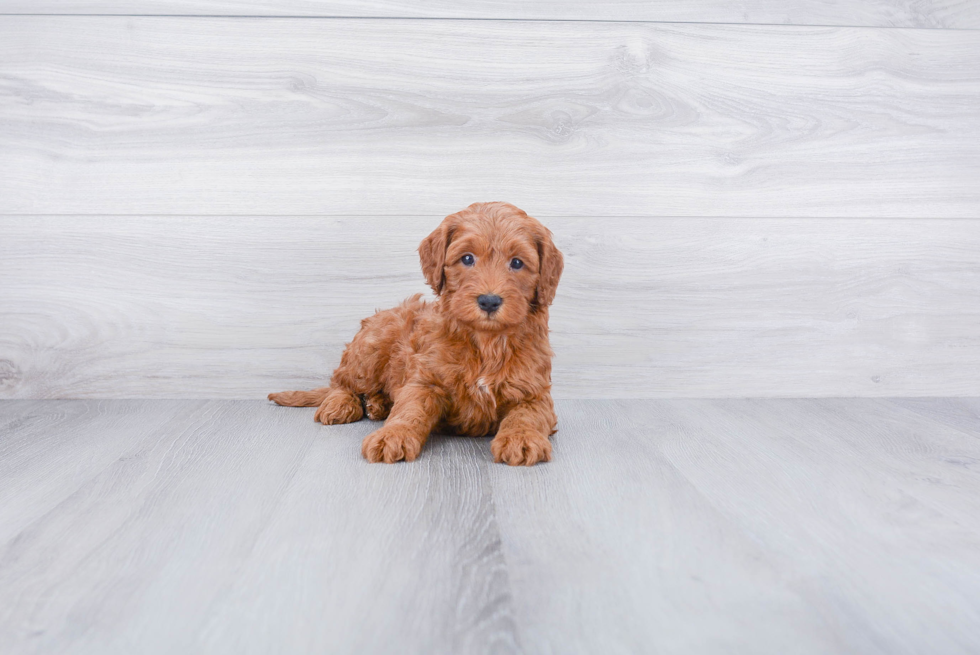 Cockapoo Pup Being Cute