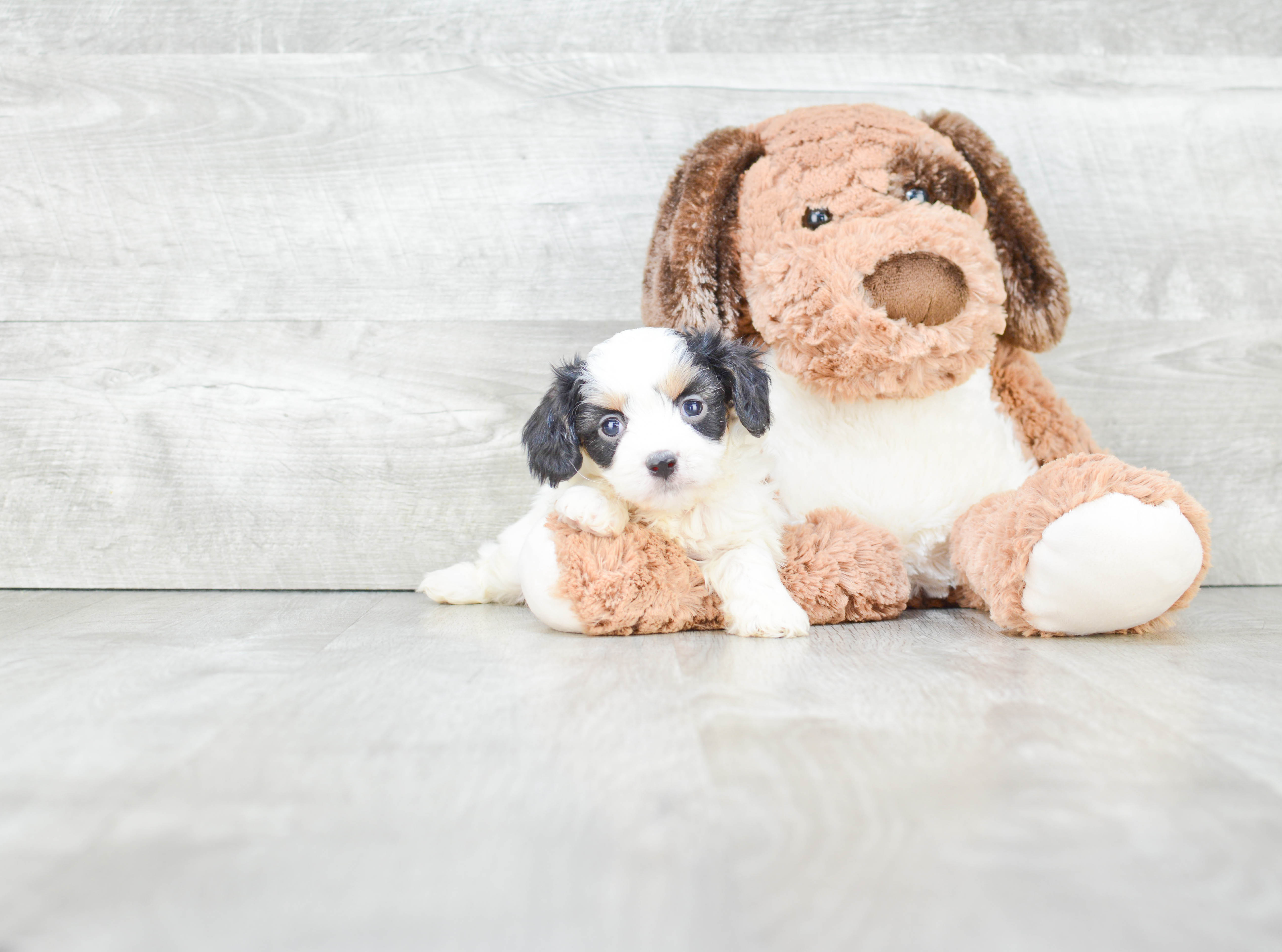 Best Cavachon Baby