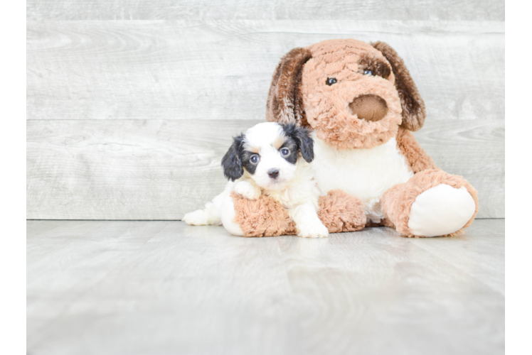 Best Cavachon Baby