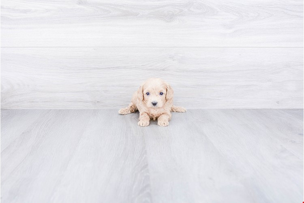 Energetic Cavoodle Poodle Mix Puppy