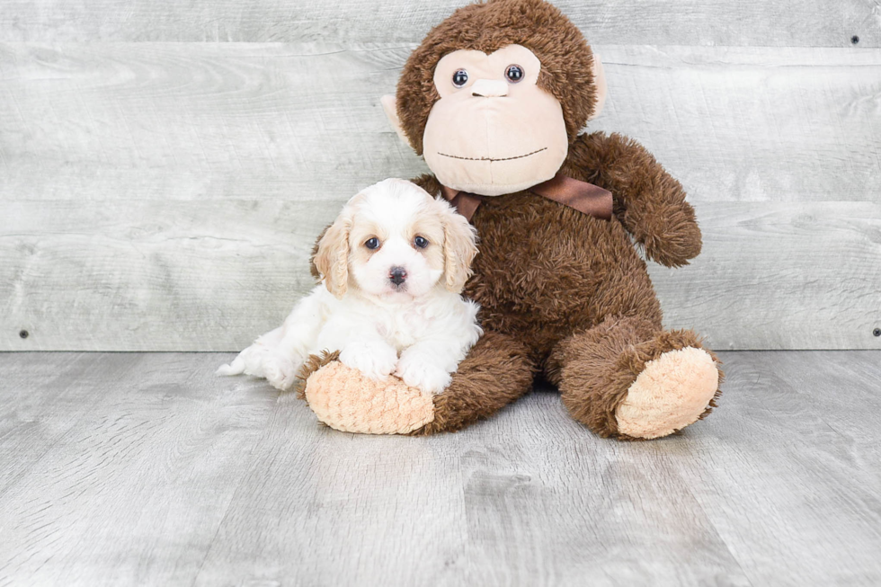 Little Cavoodle Poodle Mix Puppy