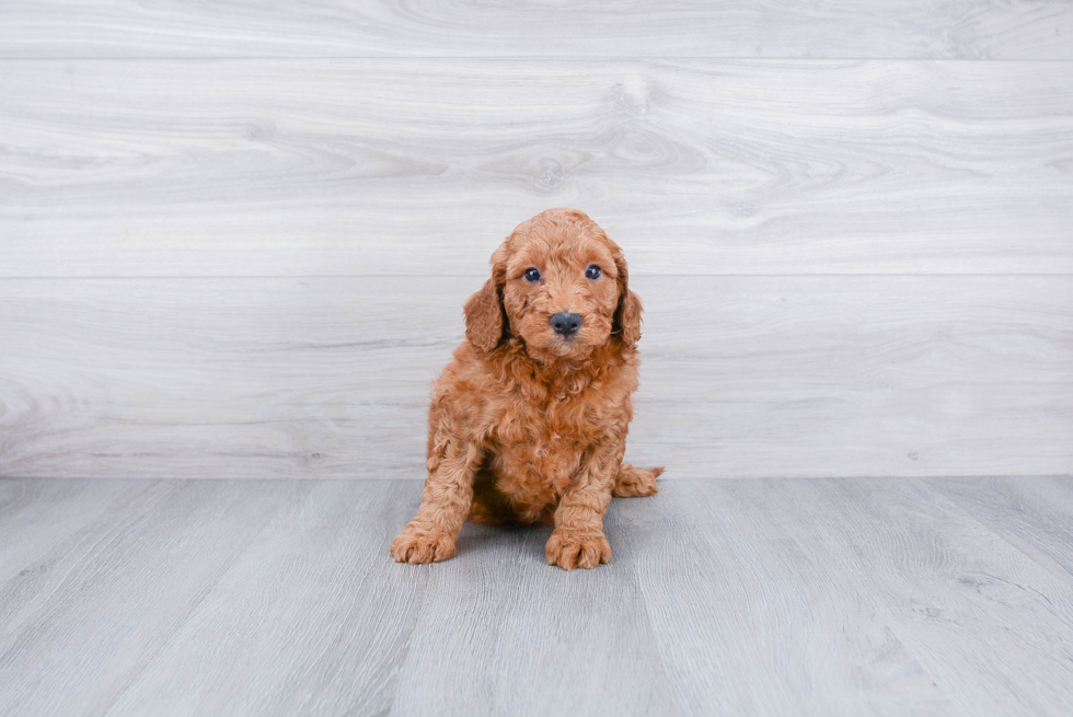 Popular Mini Goldendoodle Poodle Mix Pup