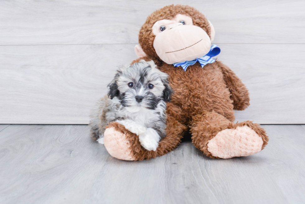 Havanese Pup Being Cute