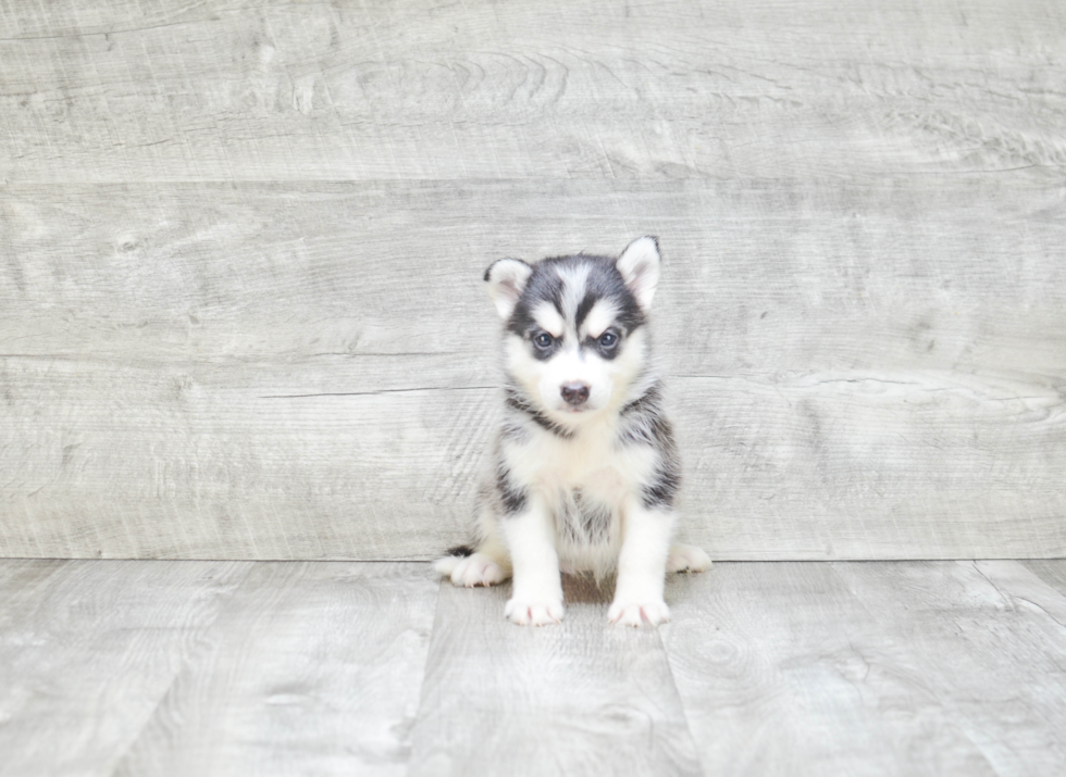 Pomsky Pup Being Cute