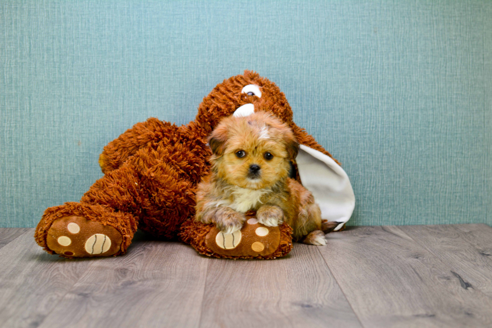 Fluffy Shorkie Designer Pup