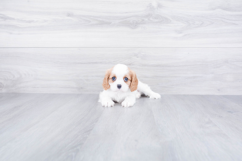 Friendly Cavalier King Charles Spaniel Baby