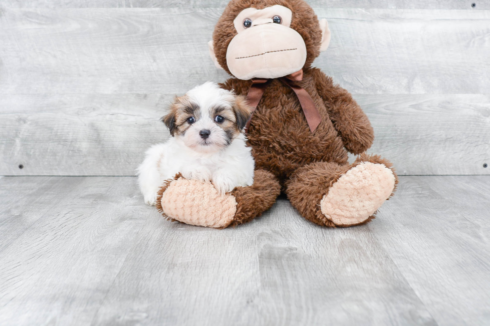 Teddy Bear Pup Being Cute