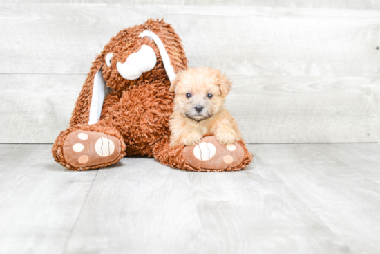 Cute Morkie Baby