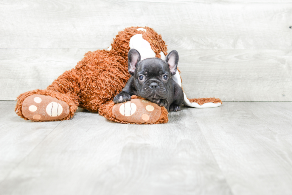 Hypoallergenic French Bulldog Purebred Pup