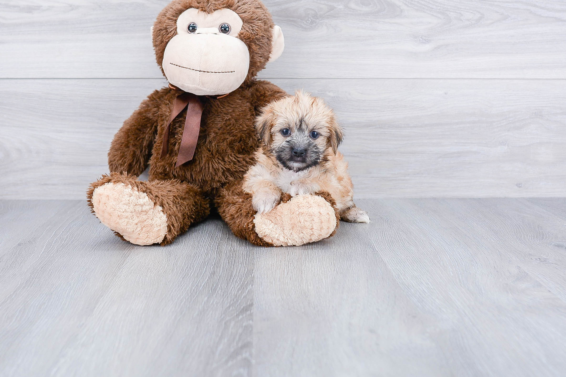 Adorable Yorkie Designer Puppy
