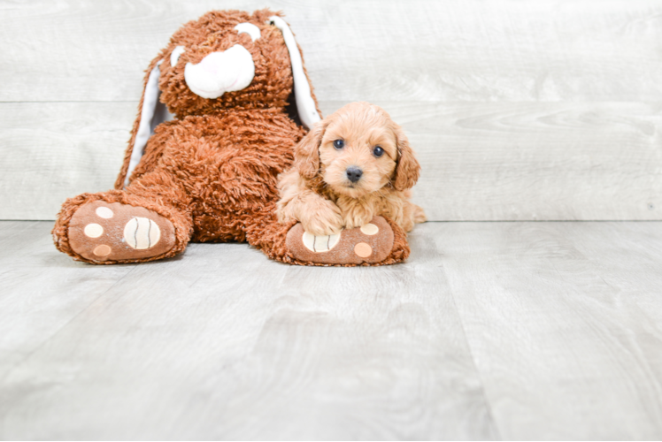 Playful Cavoodle Poodle Mix Puppy