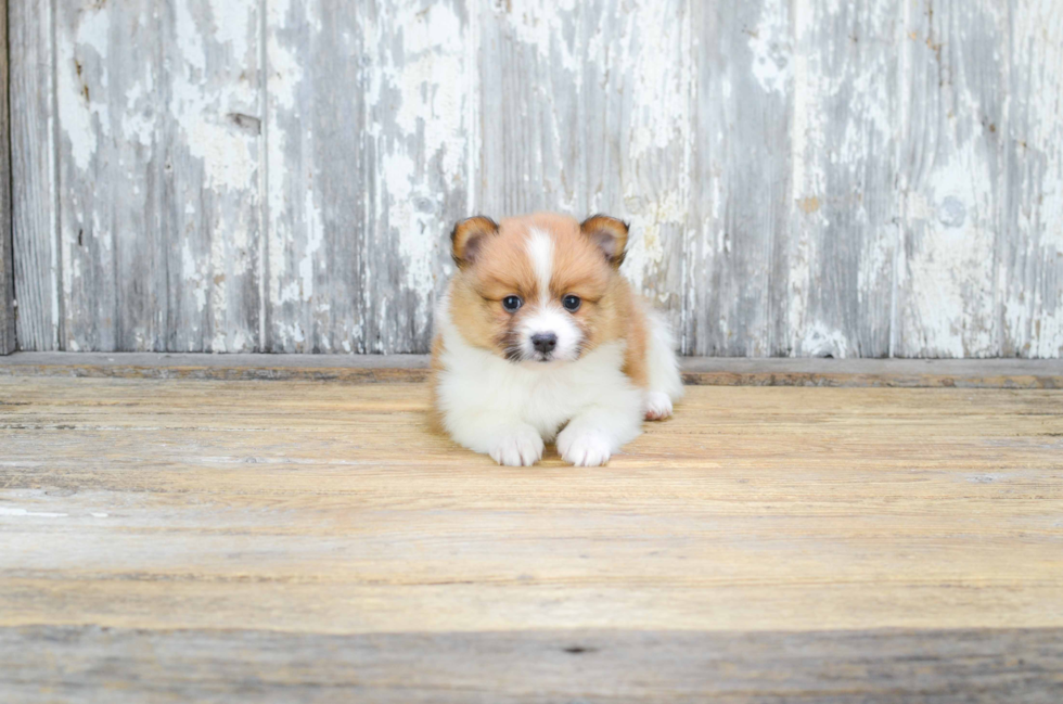 Smart Pomeranian Purebred Puppy