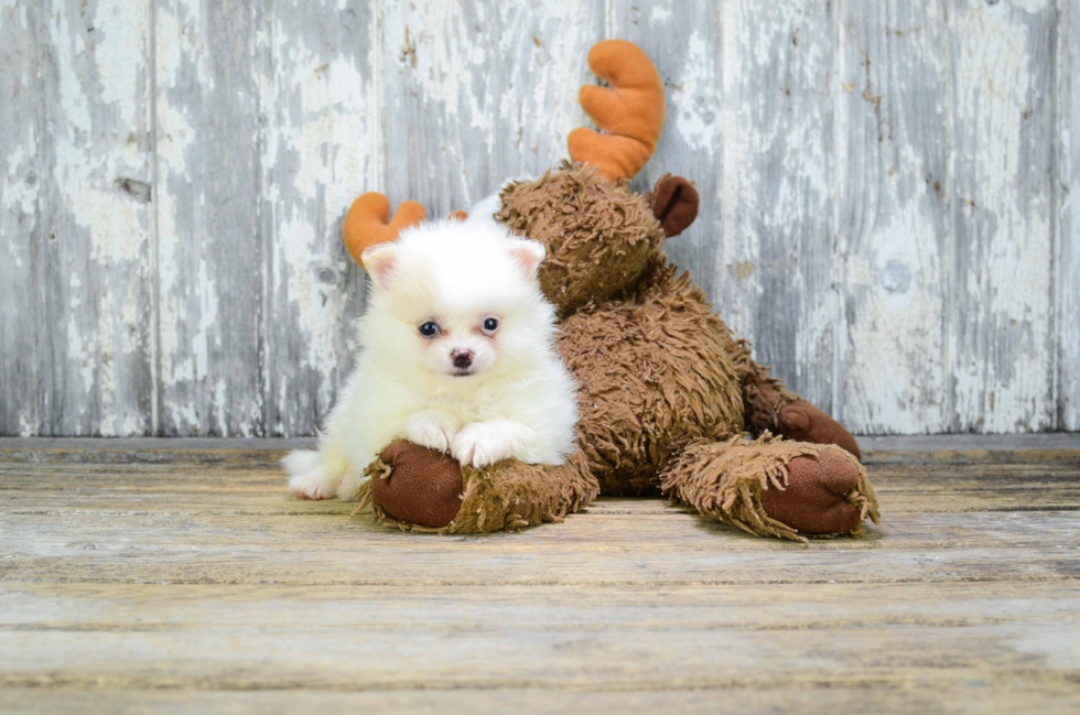 Playful Pomeranian Baby