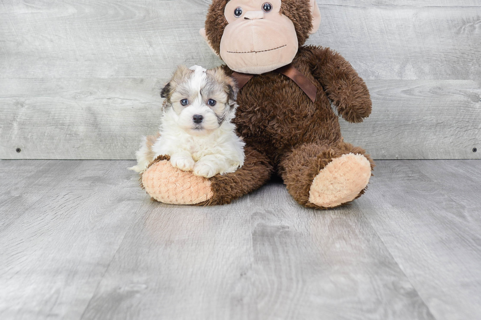 Havanese Puppy for Adoption