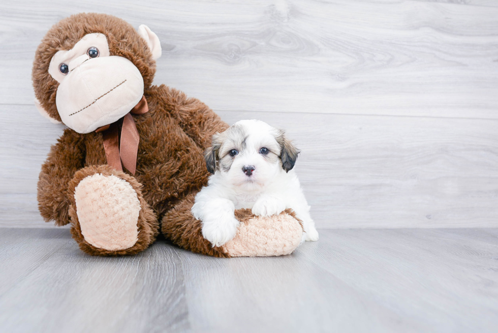 Popular Teddy Bear Designer Pup