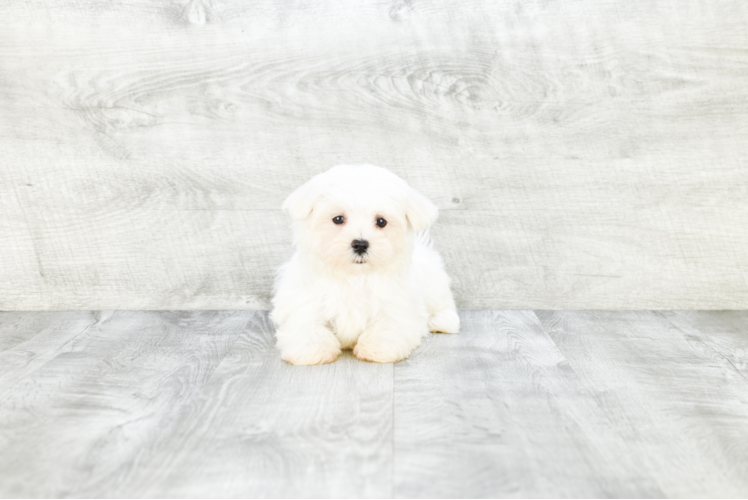 Maltese Puppy for Adoption