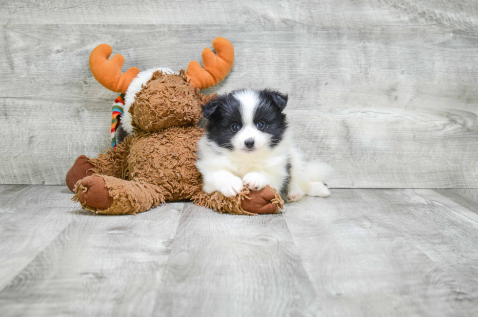 Friendly Pomeranian Baby