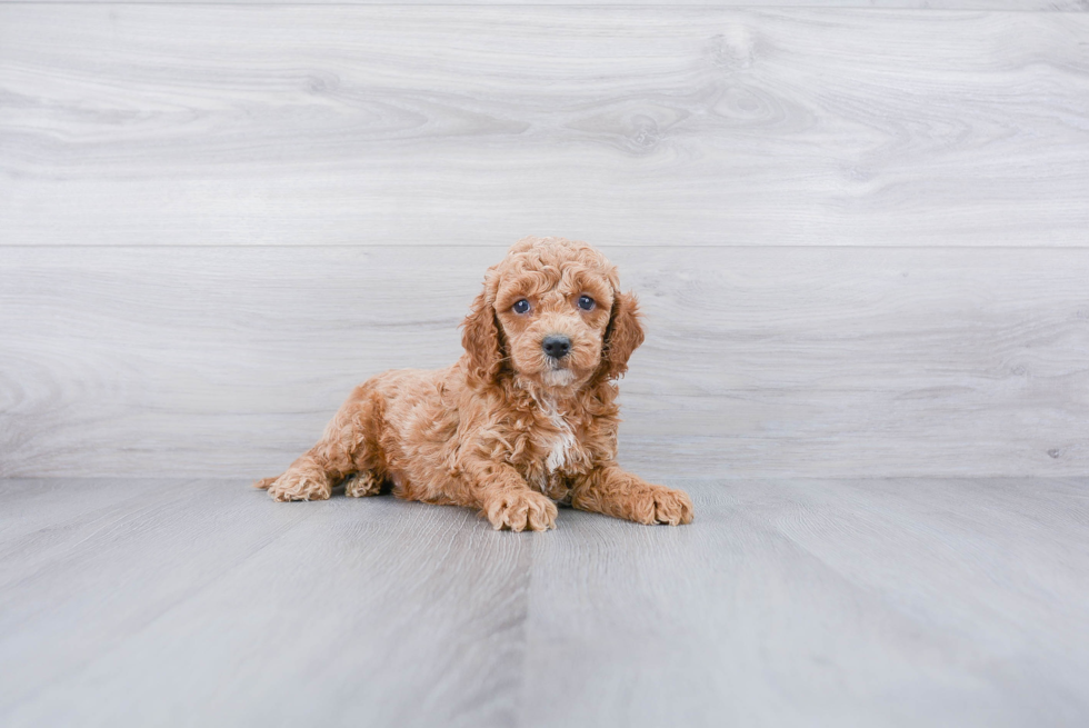 Cockapoo Pup Being Cute