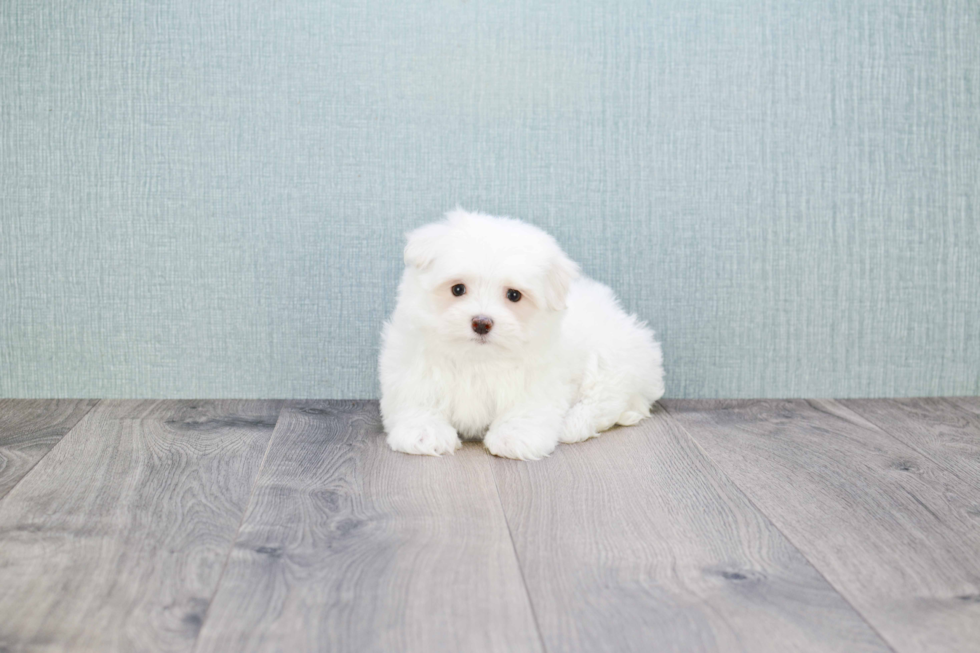 Maltese Puppy for Adoption