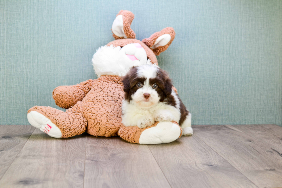 Havanese Pup Being Cute