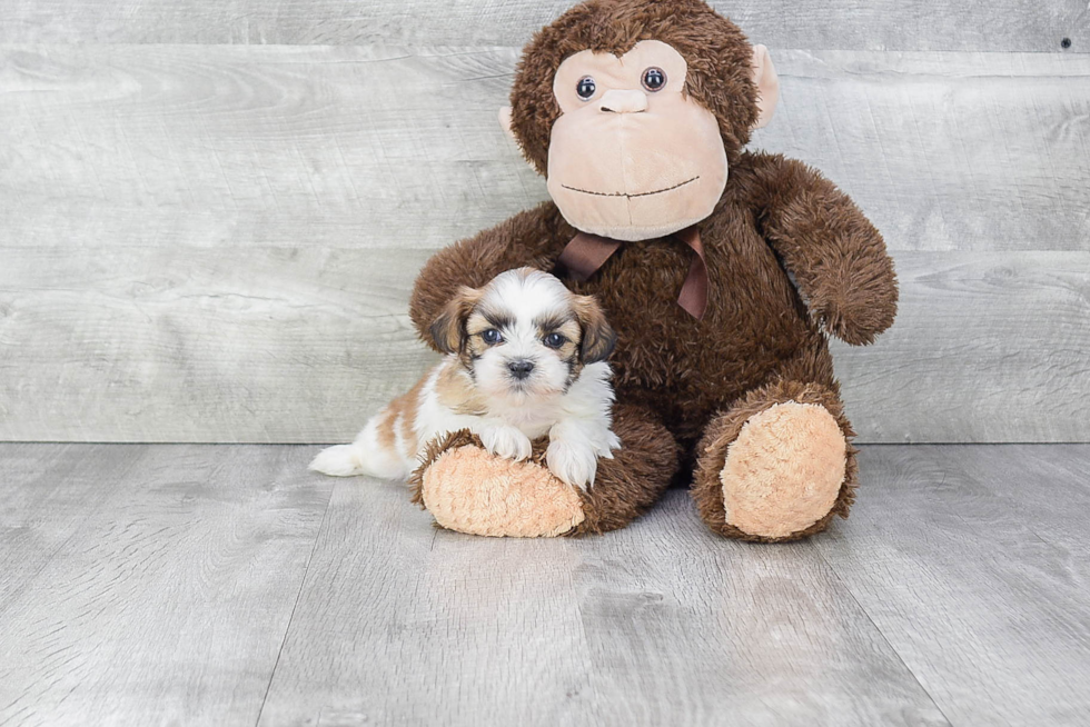 Teddy Bear Pup Being Cute