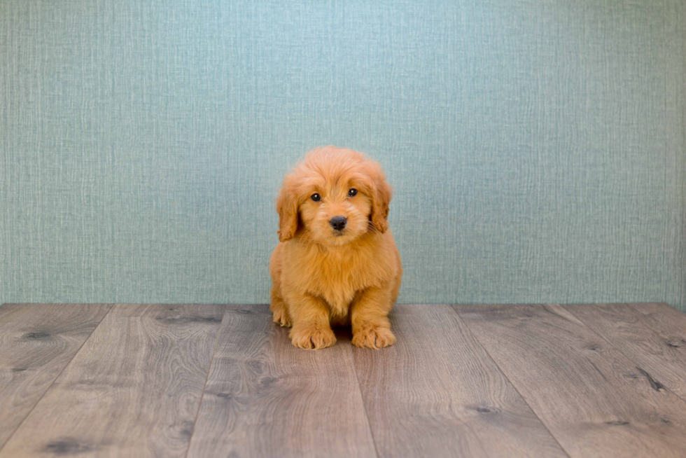 Smart Mini Goldendoodle Poodle Mix Pup