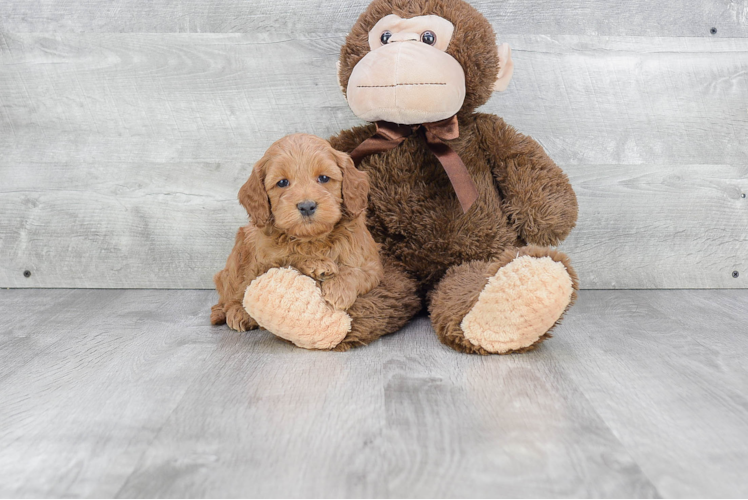 Hypoallergenic Golden Retriever Poodle Mix Puppy