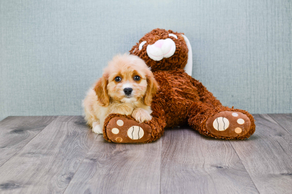 Best Cavachon Baby