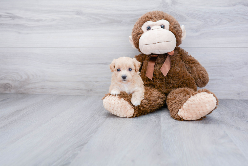 Maltipoo Pup Being Cute