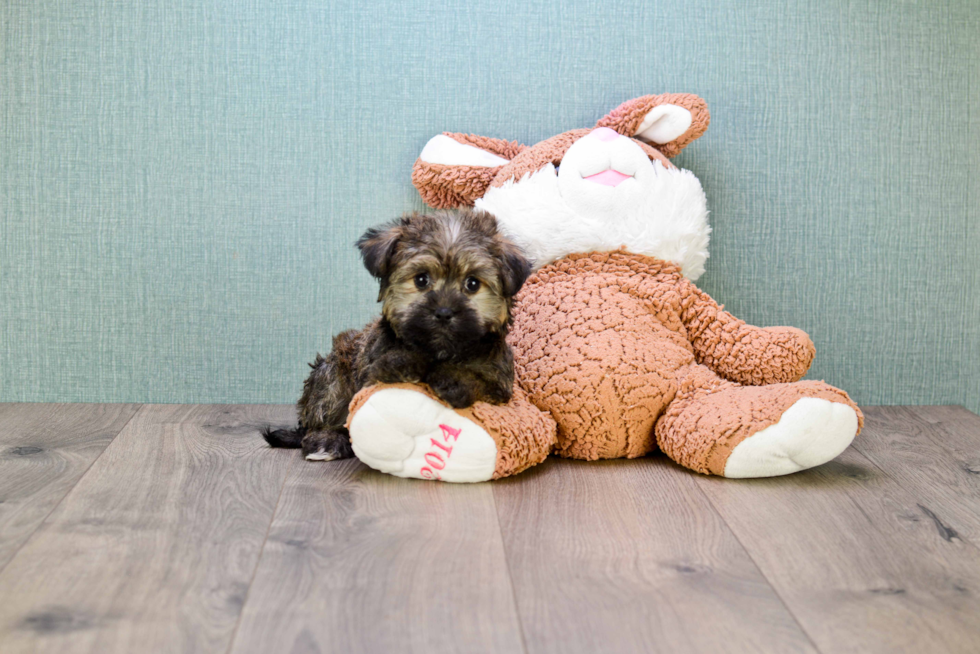 Popular Havanese Purebred Pup