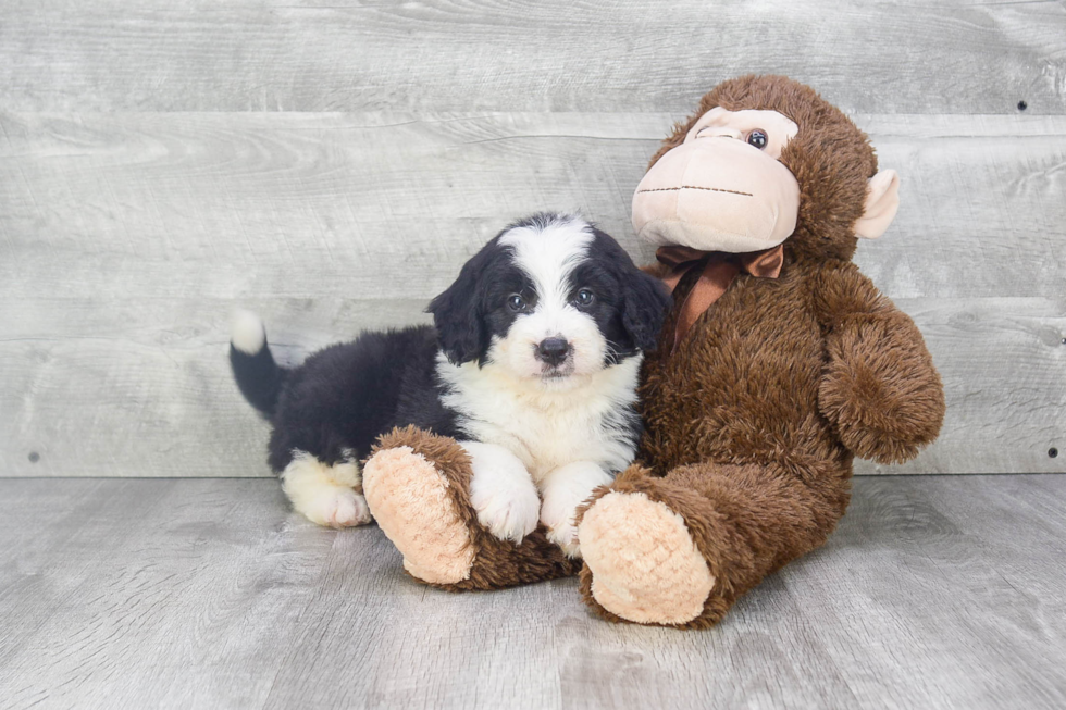 Best Mini Bernedoodle Baby