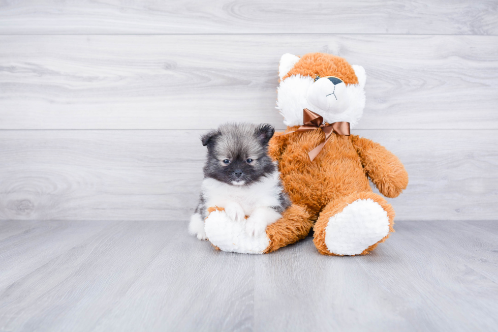 Happy Pomeranian Purebred Puppy