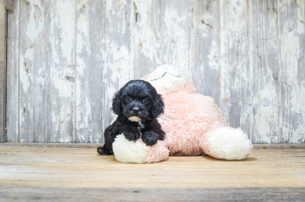 Fluffy Cavapoo Poodle Mix Pup