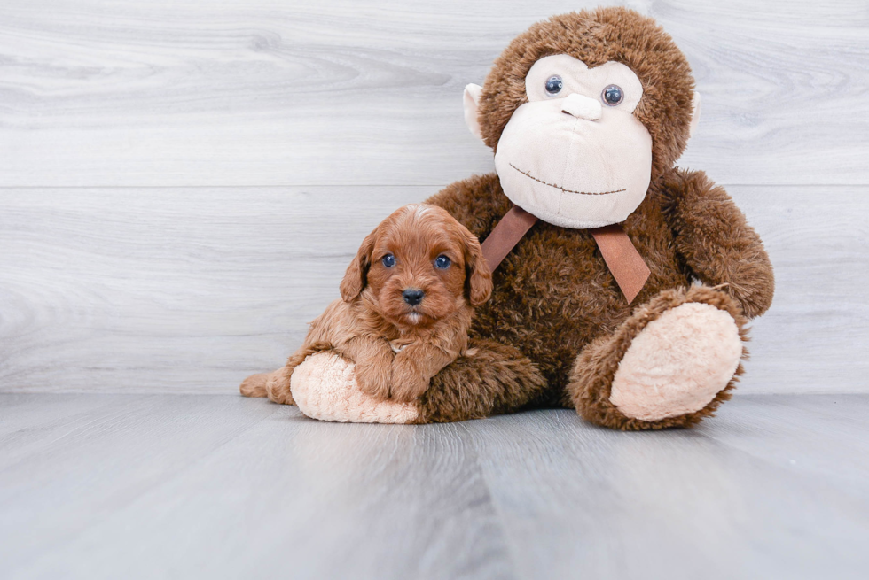 Smart Cavapoo Poodle Mix Pup