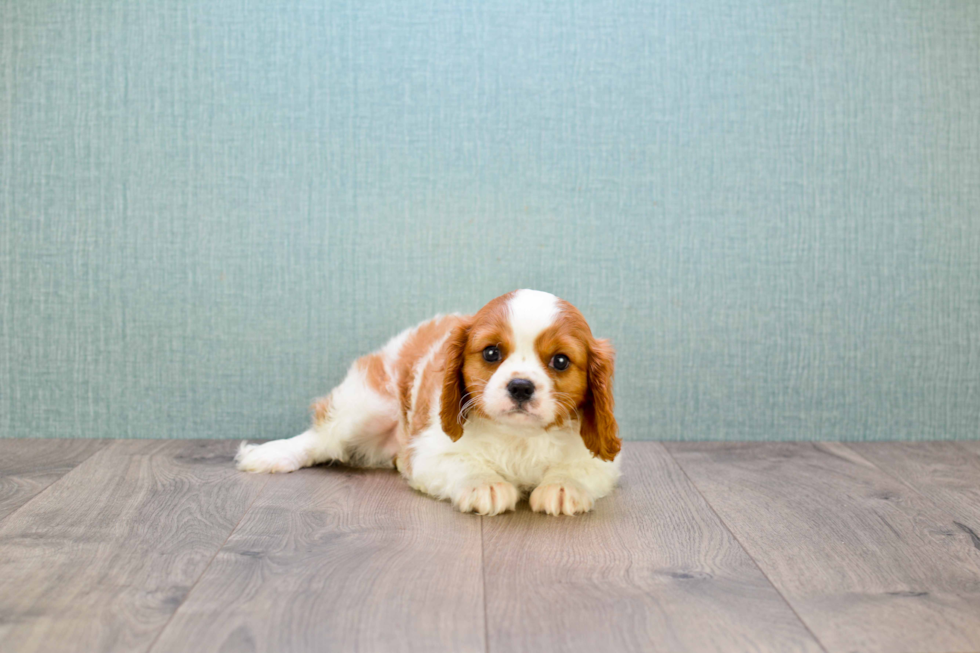 Cavalier King Charles Spaniel Pup Being Cute