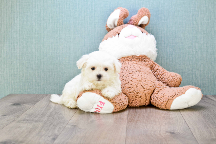 Fluffy Maltese Purebred Puppy