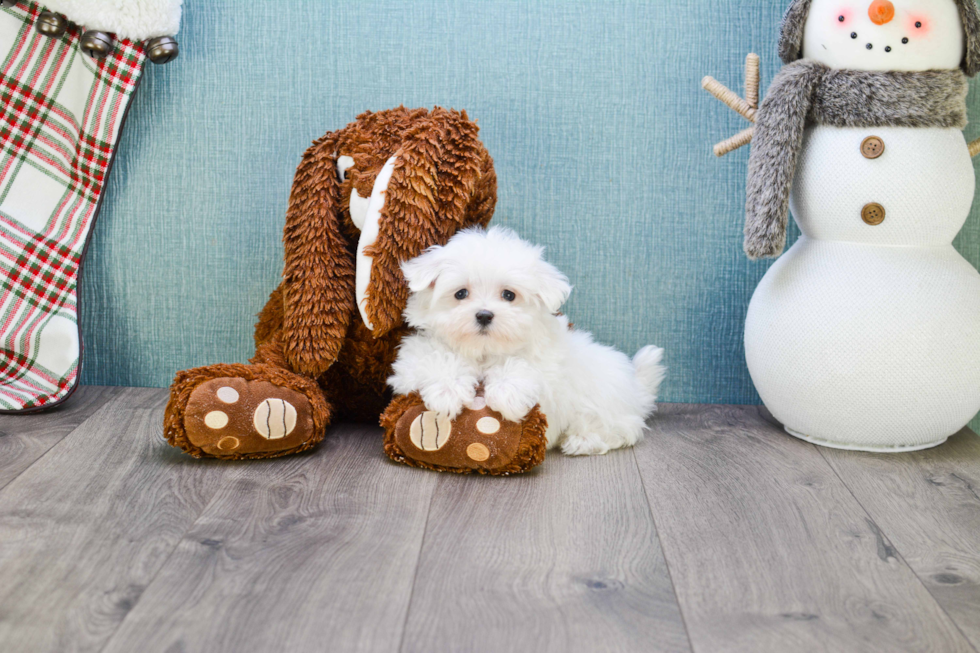 Funny Maltese Purebred Pup