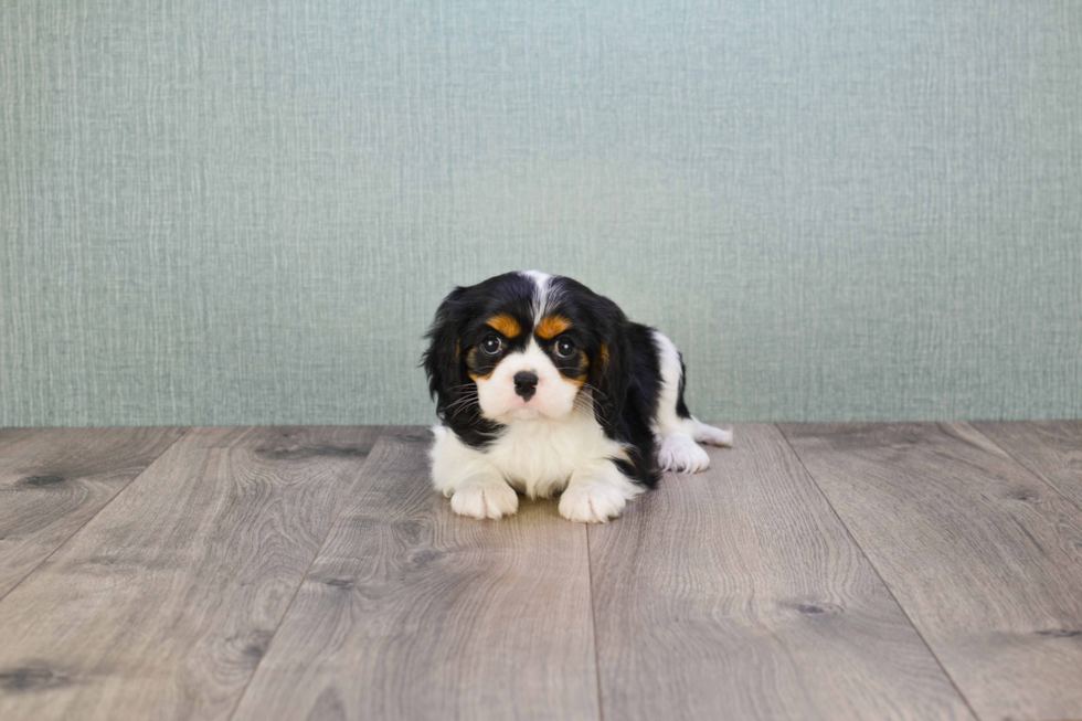 Cavalier King Charles Spaniel Puppy for Adoption