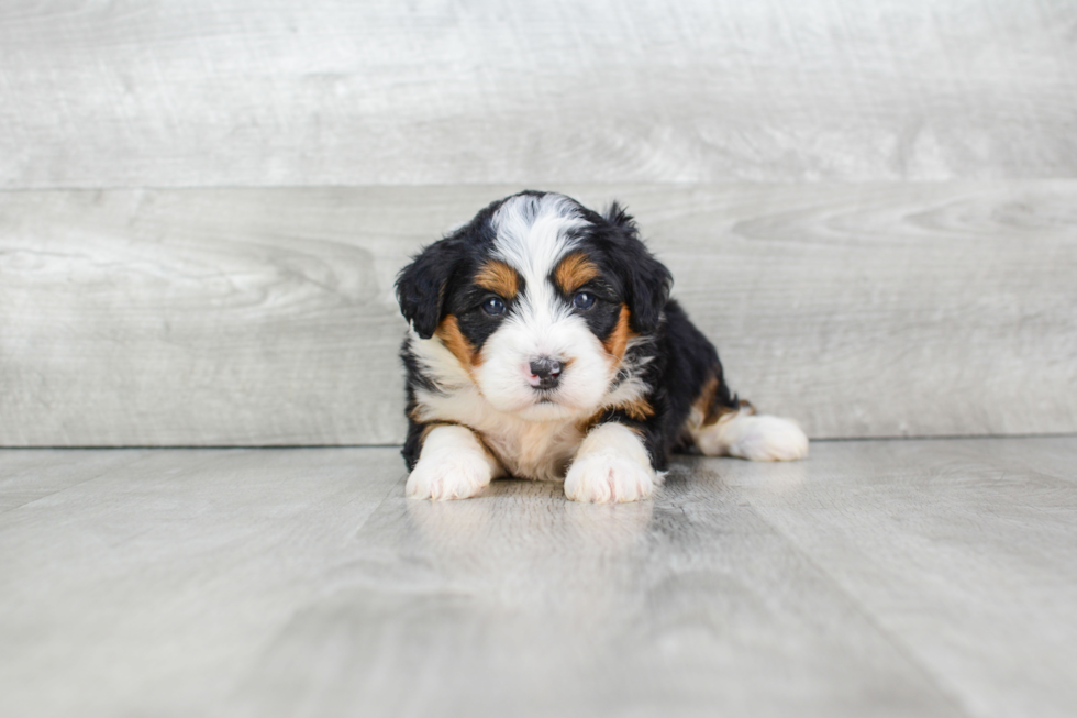 Mini Bernedoodle Pup Being Cute